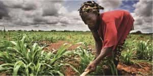 Afrique : des cours d’agriculture en e-learning